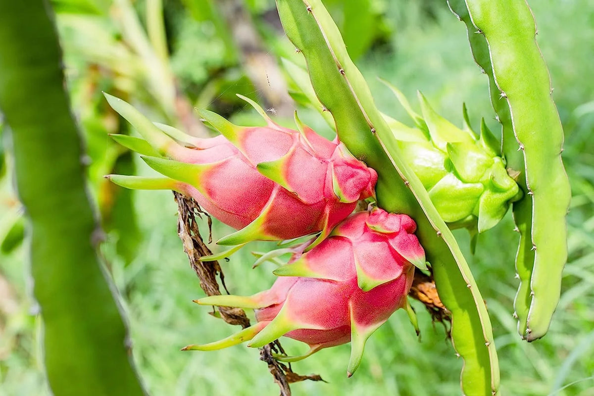Dragon Fruit Tree - Live Plant in a 6 Inch Pot K393