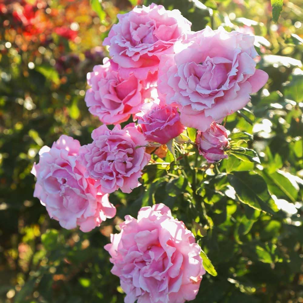 Memorial Day Hybrid Tea Rose Plant W60732