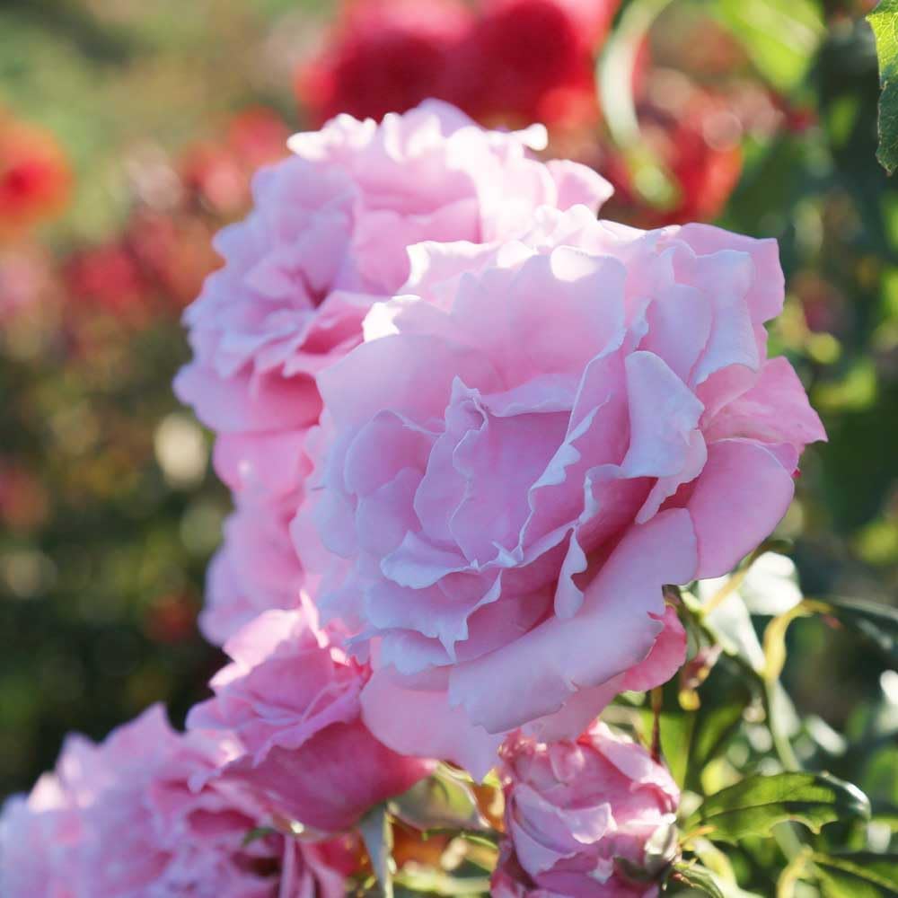 Memorial Day Hybrid Tea Rose Plant W60732