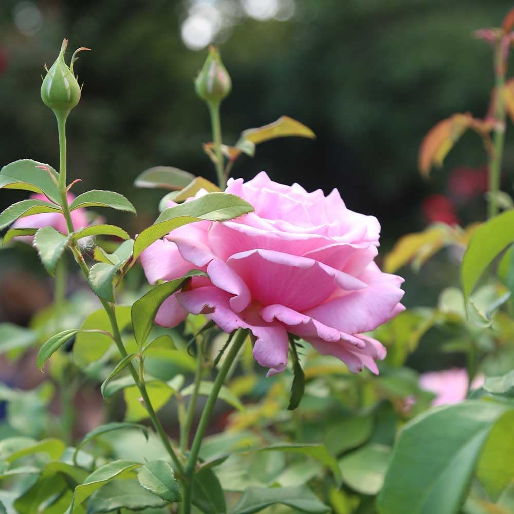 Memorial Day Hybrid Tea Rose Plant W60732
