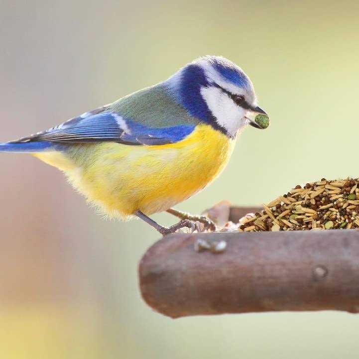 Sprout Blend Bird Treats H263