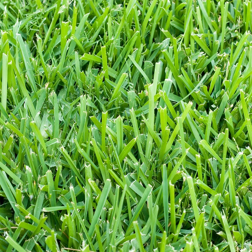 500 sq. ft. Sod Pallet J6748