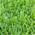 500 sq. ft. Sod Pallet J6748