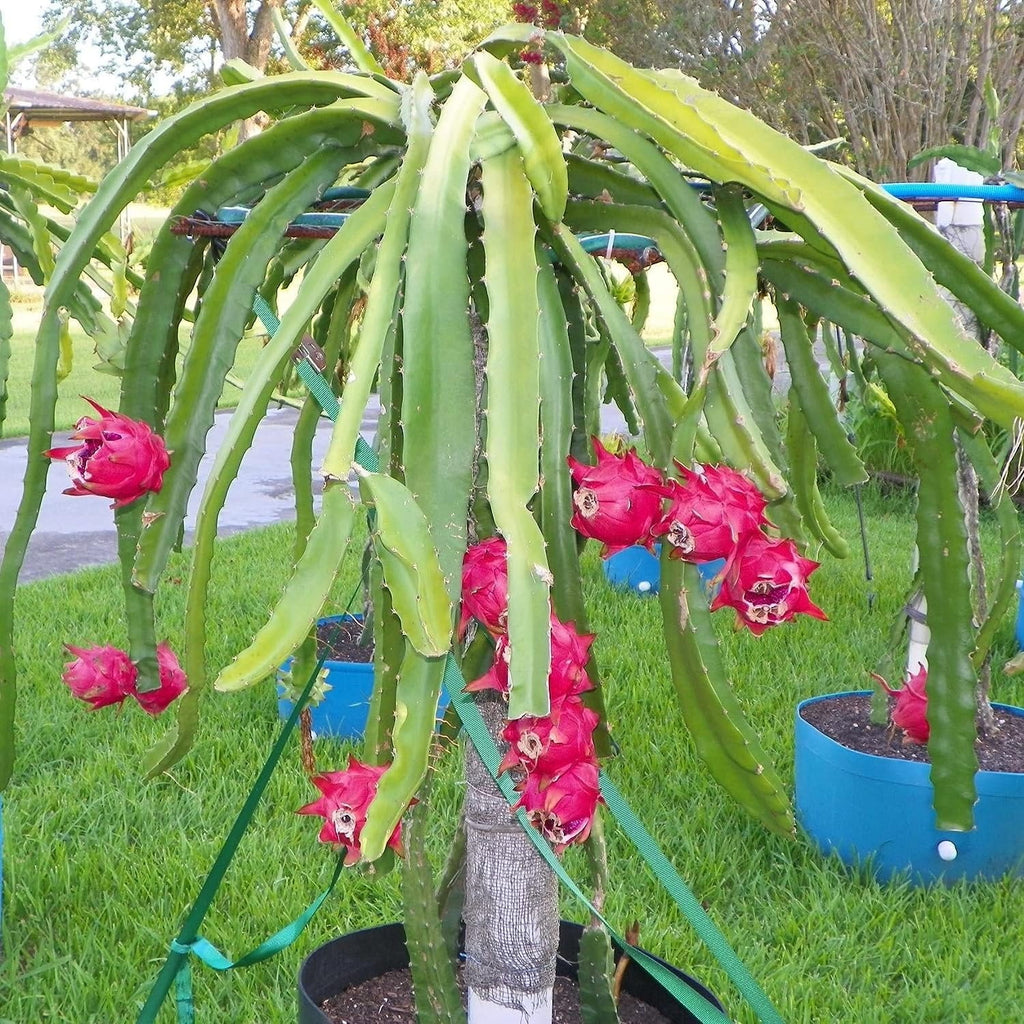 Dragon Fruit Tree - Live Plant in a 6 Inch Pot K393