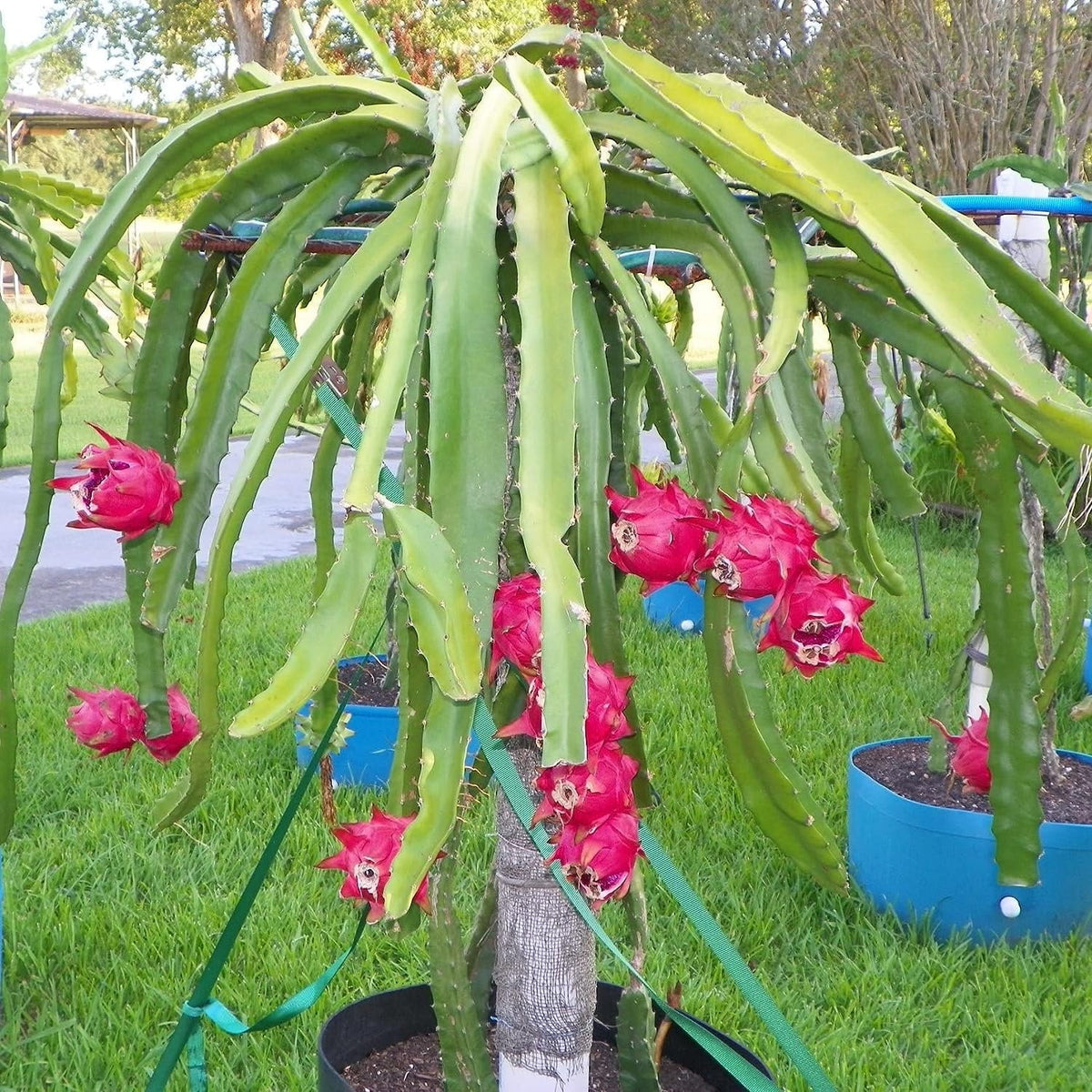 Dragon Fruit Tree - Live Plant in a 6 Inch Pot K393
