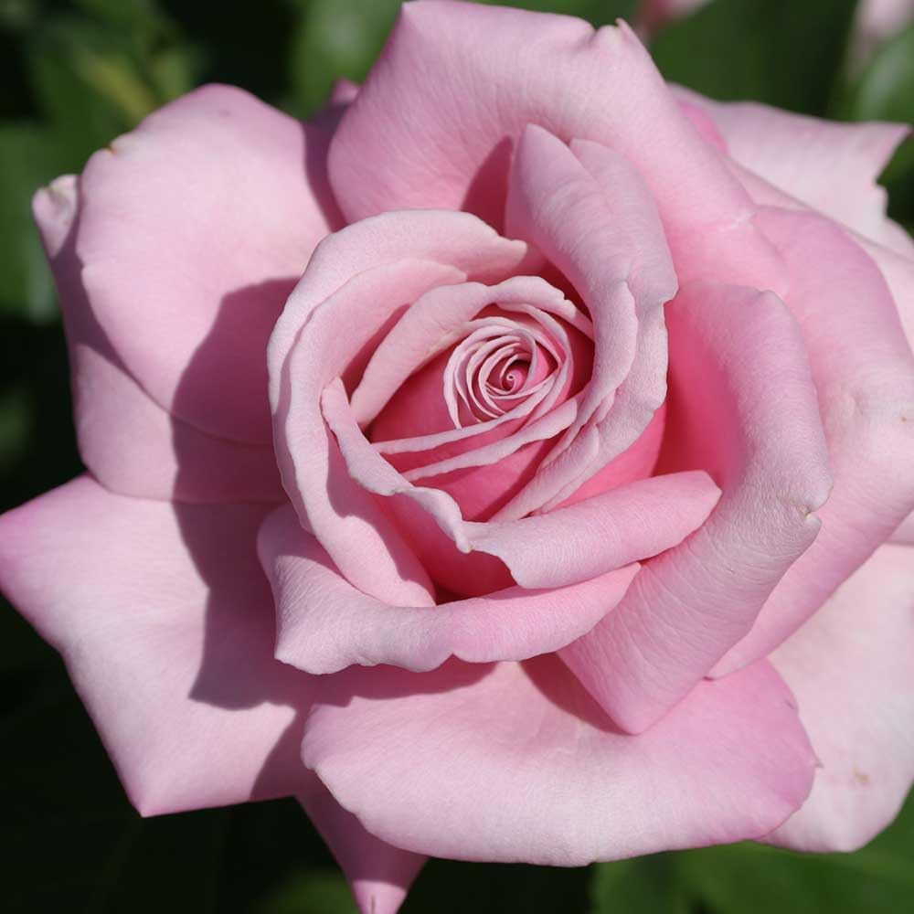Memorial Day Hybrid Tea Rose Plant W60732