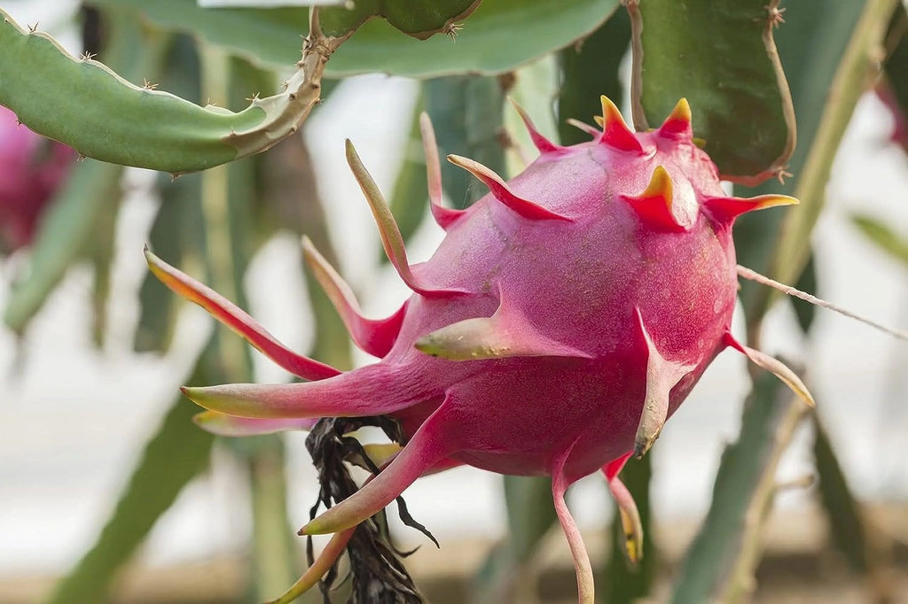 Dragon Fruit Tree - Live Plant in a 6 Inch Pot K393