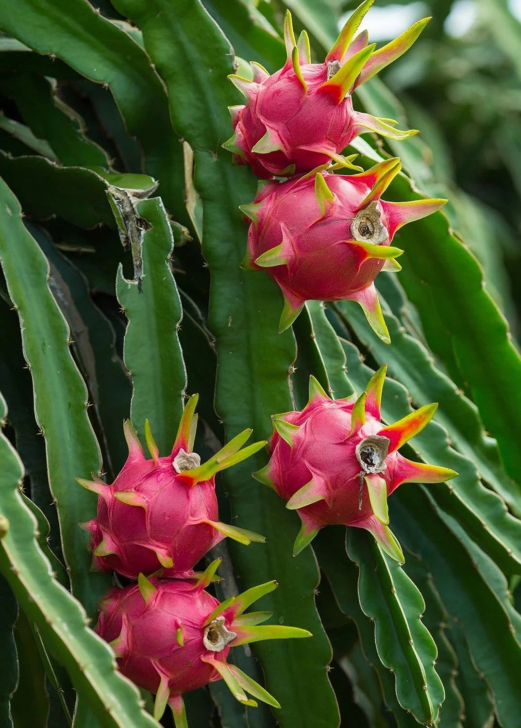 Dragon Fruit Tree - Live Plant in a 6 Inch Pot K393