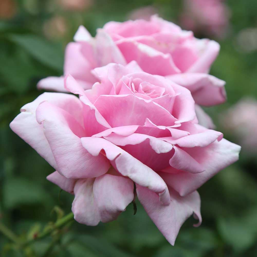 Memorial Day Hybrid Tea Rose Plant W60732
