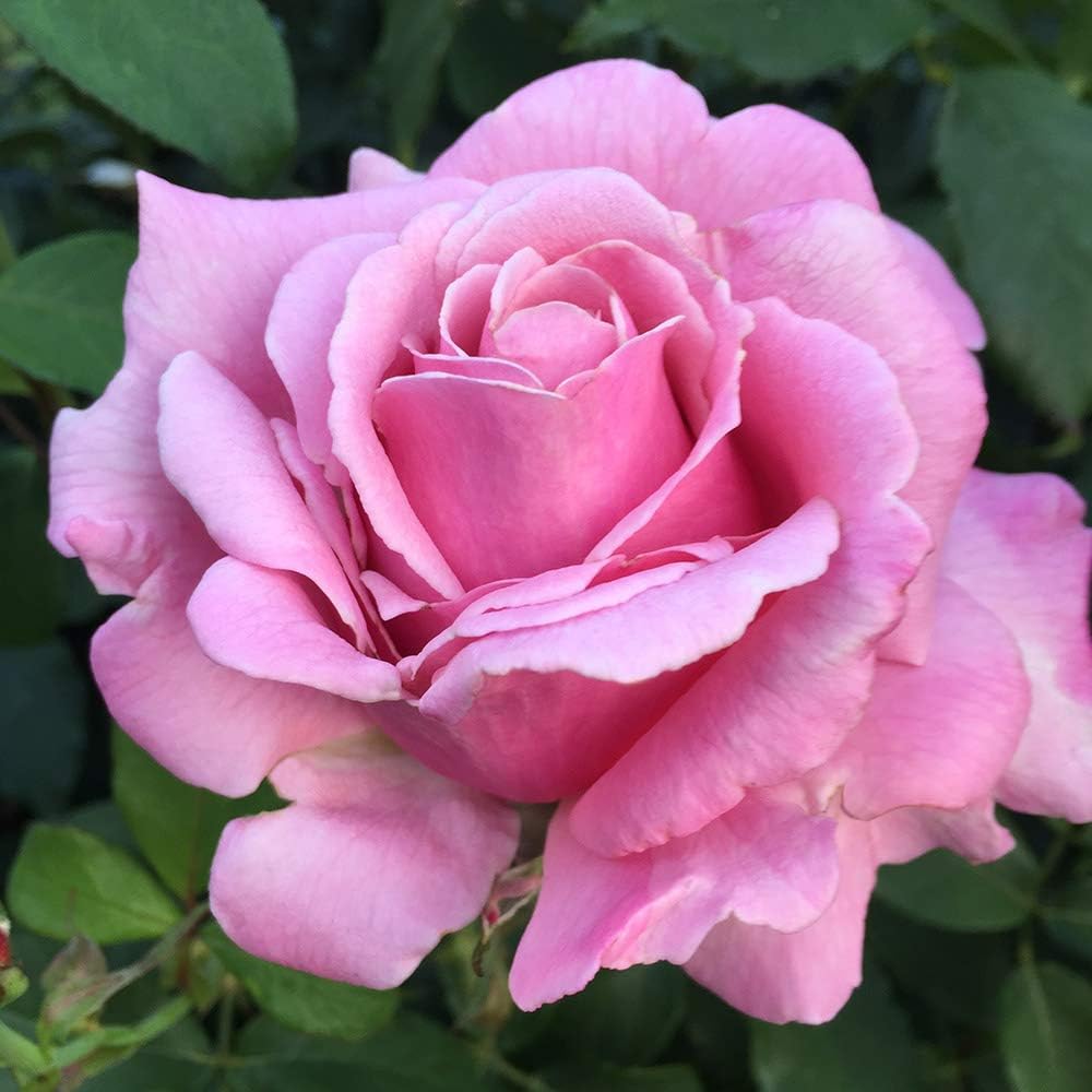 Memorial Day Hybrid Tea Rose Plant W60732