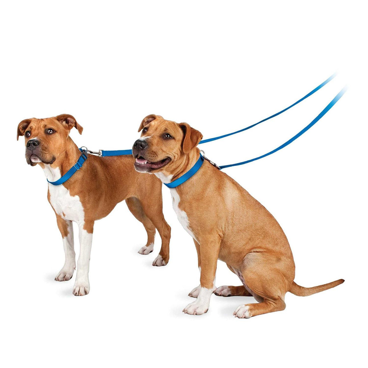 Nylon Dog Leash D294