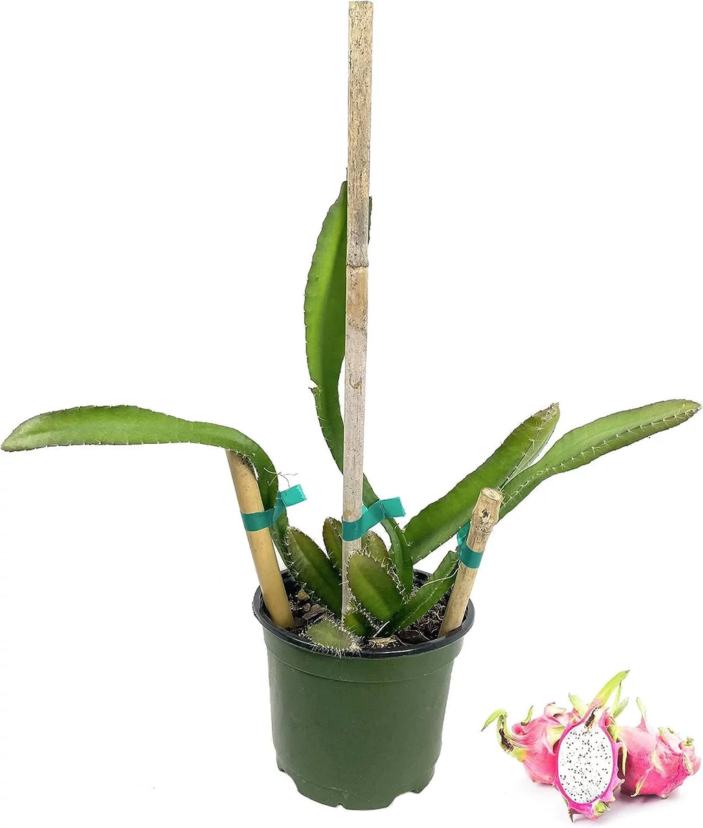 Dragon Fruit Tree - Live Plant in a 6 Inch Pot K393