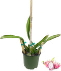 Dragon Fruit Tree - Live Plant in a 6 Inch Pot K393