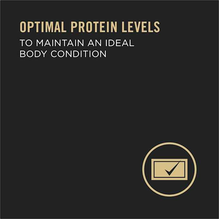 High Protein Wet Dog Food U8963