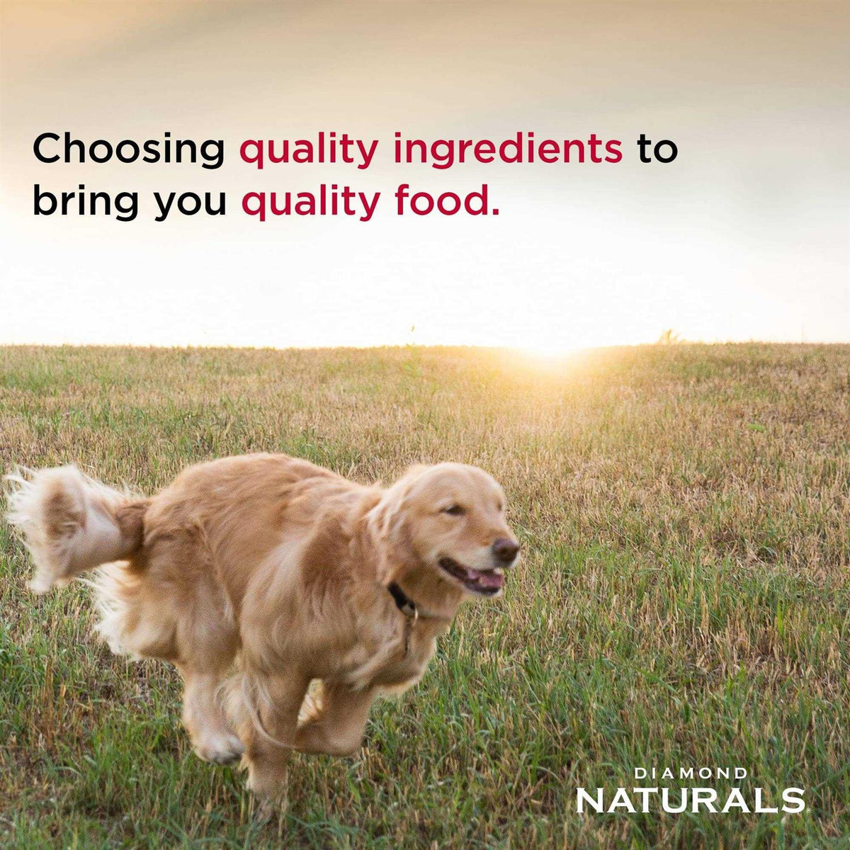 Light Lamb Meal & Rice Dry Dog Food W226343