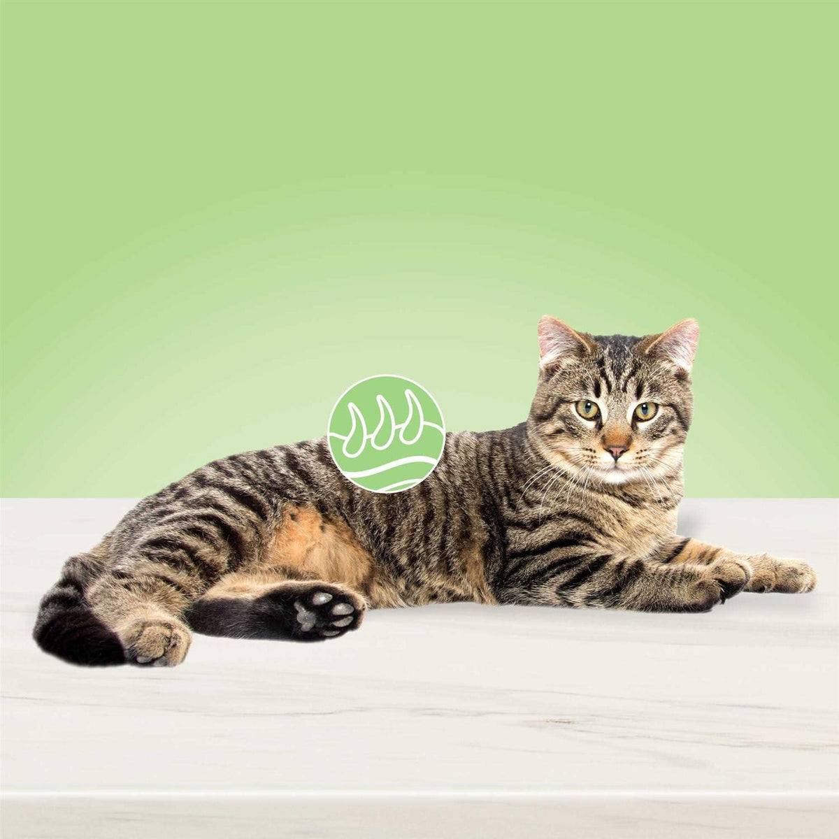 Natural Skin & Coat Care Adult Dry Cat Food T577281