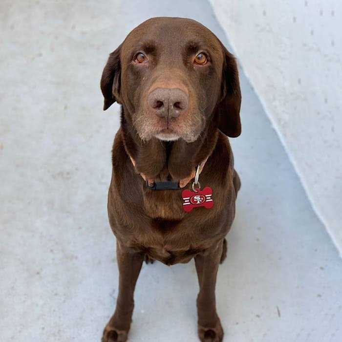 San Francisco 49ers Dog ID Tag V63307