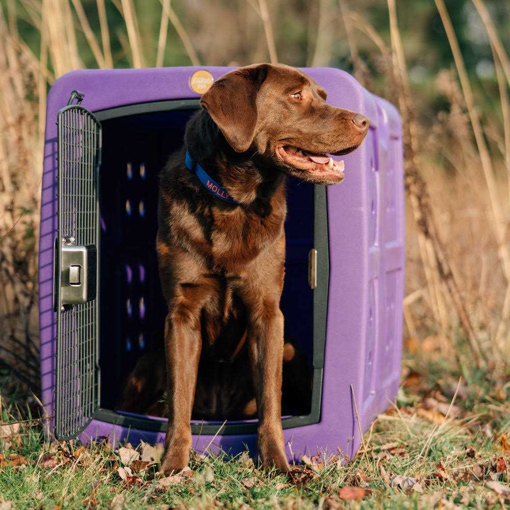 Framed Door Kennel Q7417