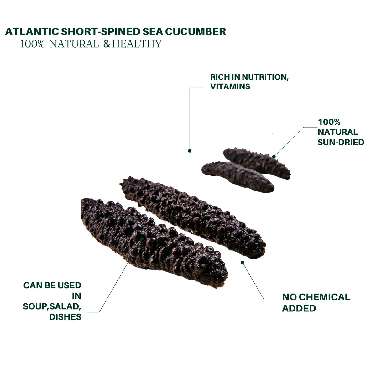 Dried Wild Atlantic Sea Cucumber 1lb 60-80 PCS P8867