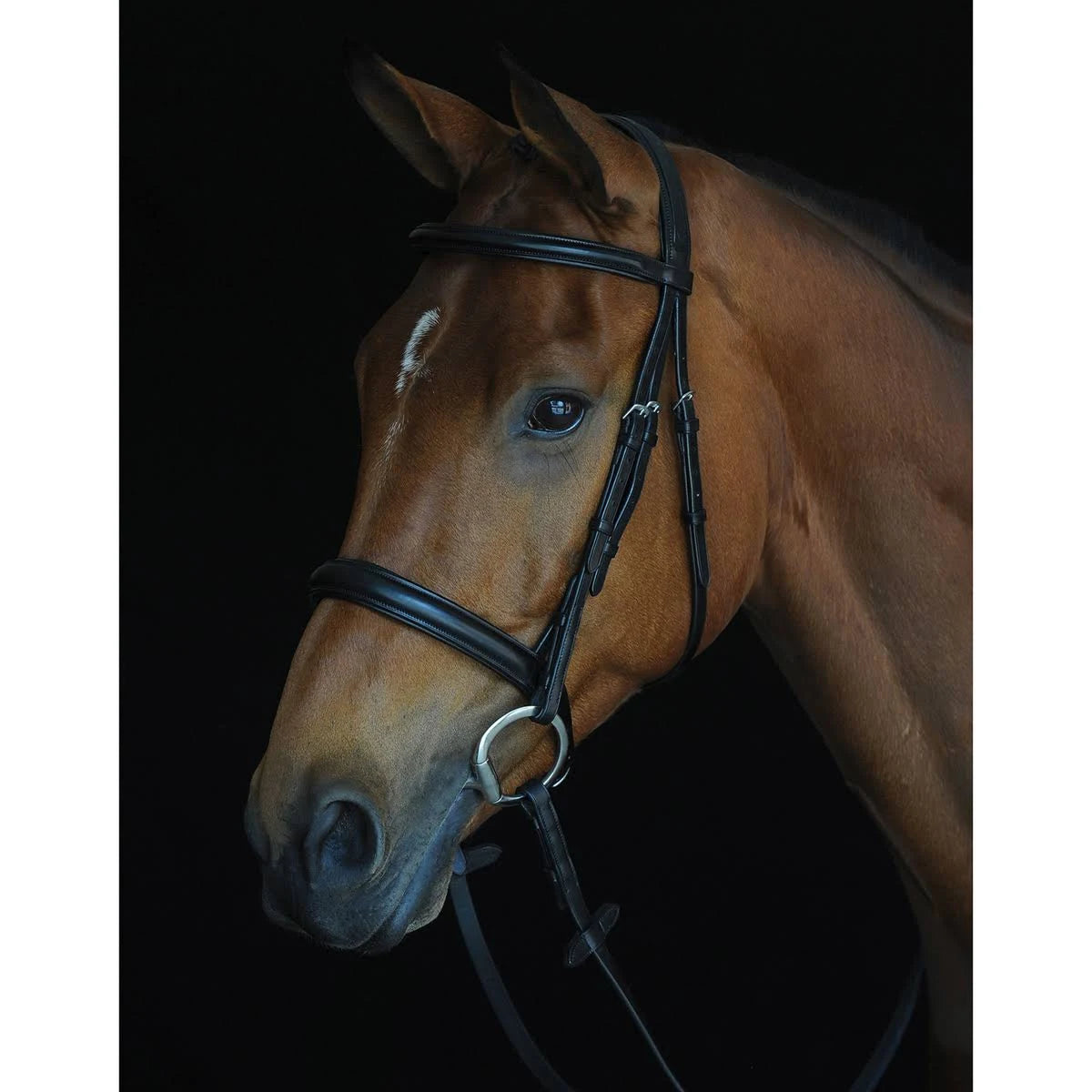 Black Padded Raised Cavesson Bridle K52028