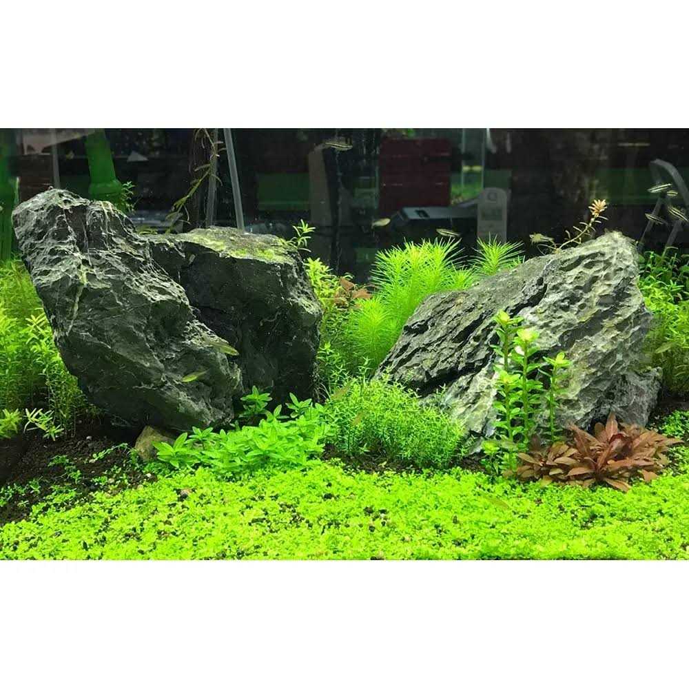 Flourish Advance Z2921